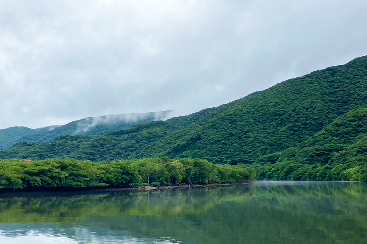 The mystical mangroves of Amami Oshima veiled in mist.