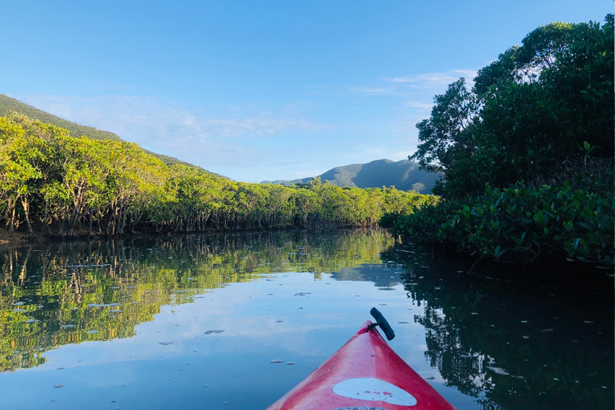 Paddling a kayak through the mangroves of Amami Oshima.