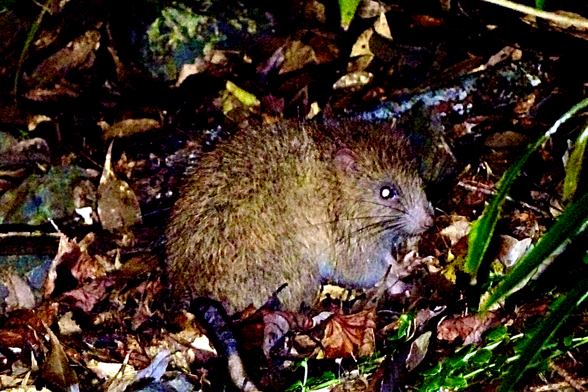 Found a Ryukyu long-haired rat during a wildlife tour