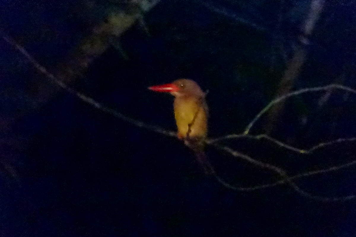 Found a Ryukyu ruddy king fisher during a wildlife tour