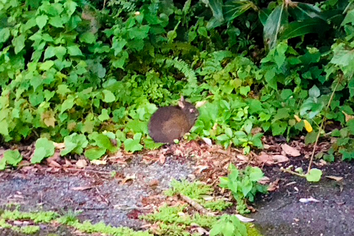 Found a Amami rabbit during a wildlife tour