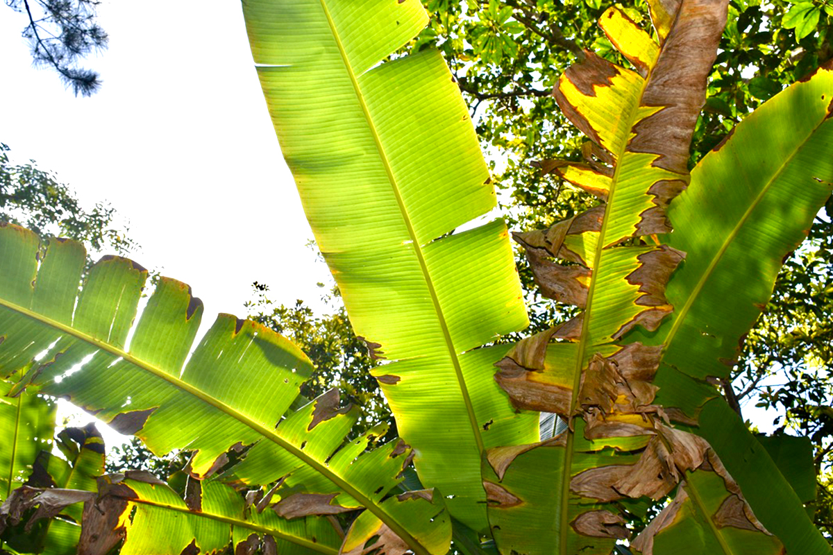 Banana leaves used for the fibers in traditional fabric.