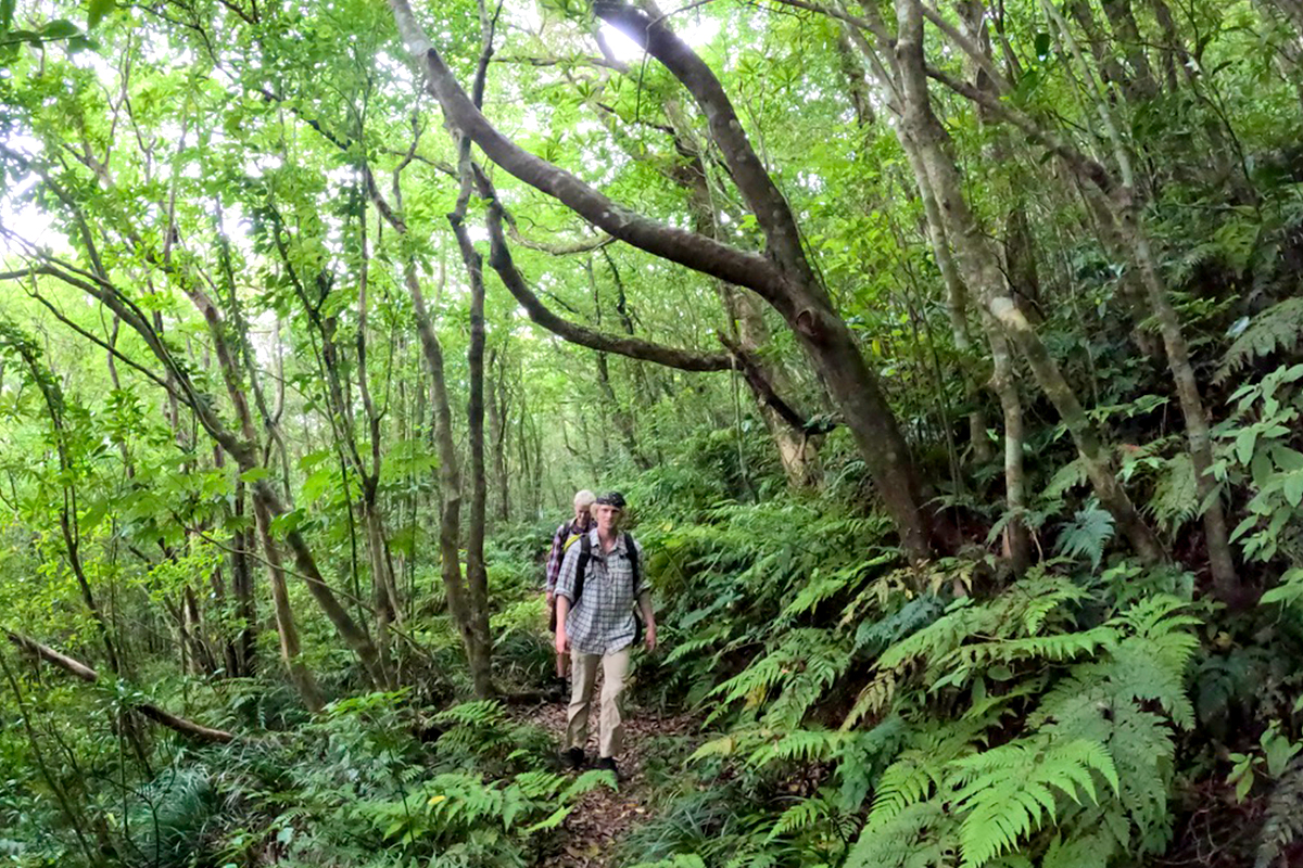 奄美大島の湯湾岳トレッキングツアー中に登山道を歩く二人組