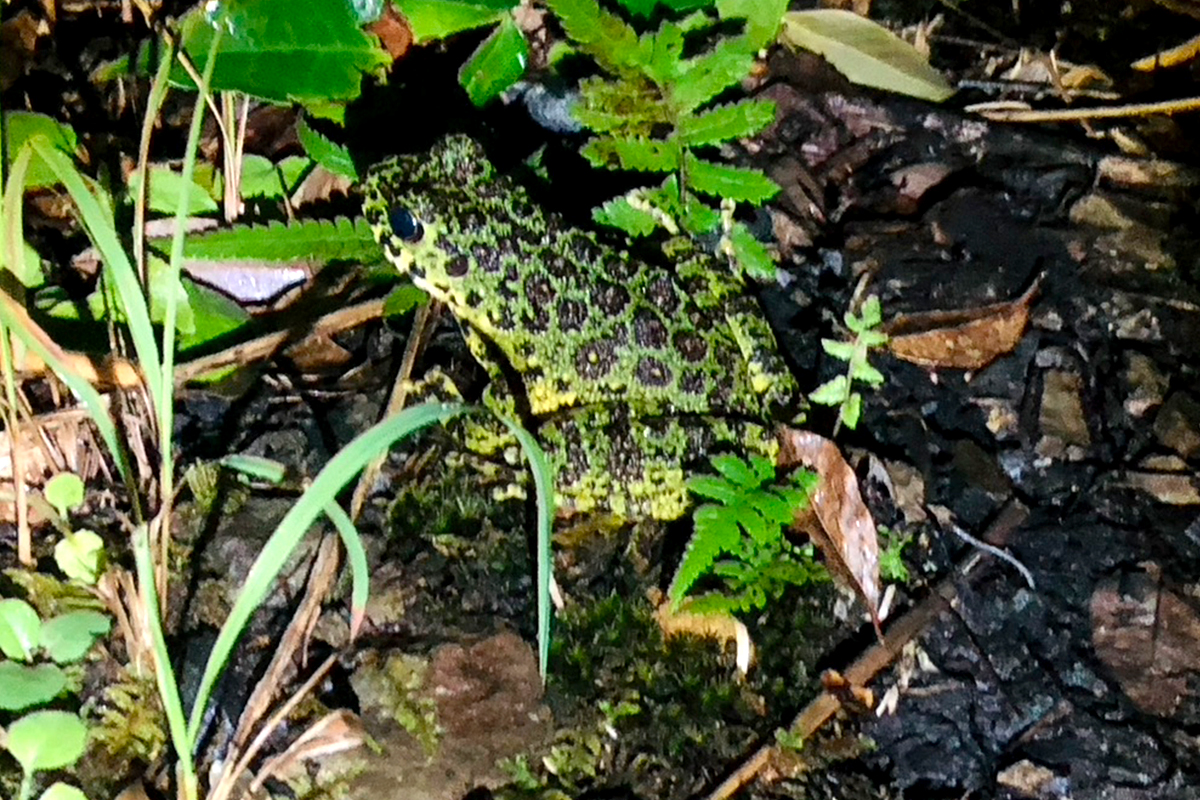 Found a Amami Ishikawa's frog during a wildlife tour