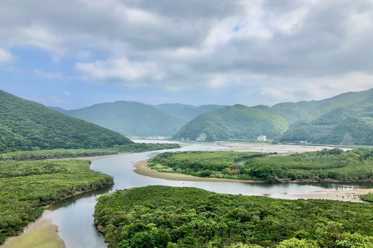 The mangrove forest in Amami Oshima.