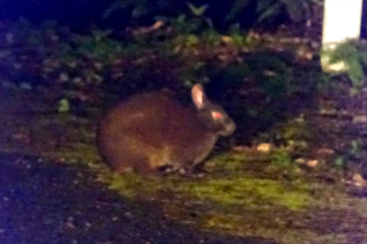 Amami rabbit spotted during wildlife tour in Amami Oshima.