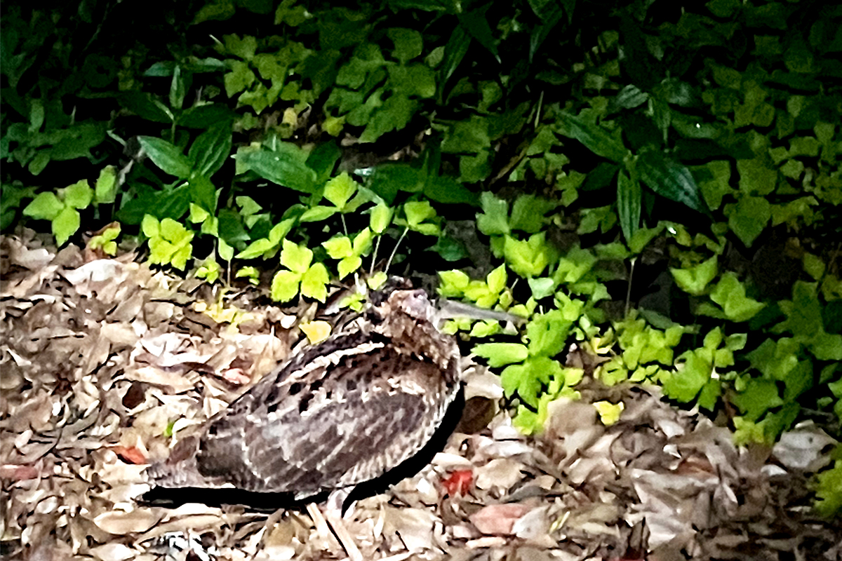 Found a Amami wood cock during a wildlife tour