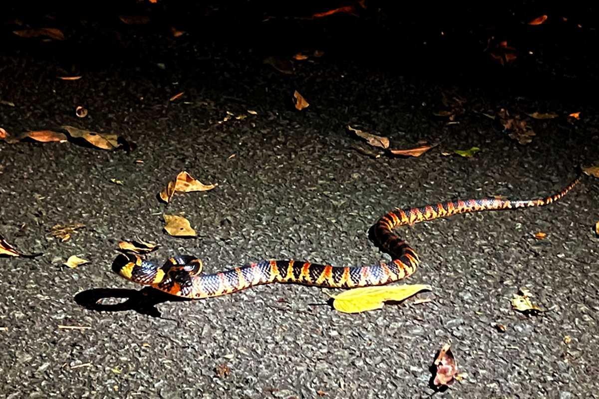 Found a Ryukyu odd-tooth snake during a wildlife tour