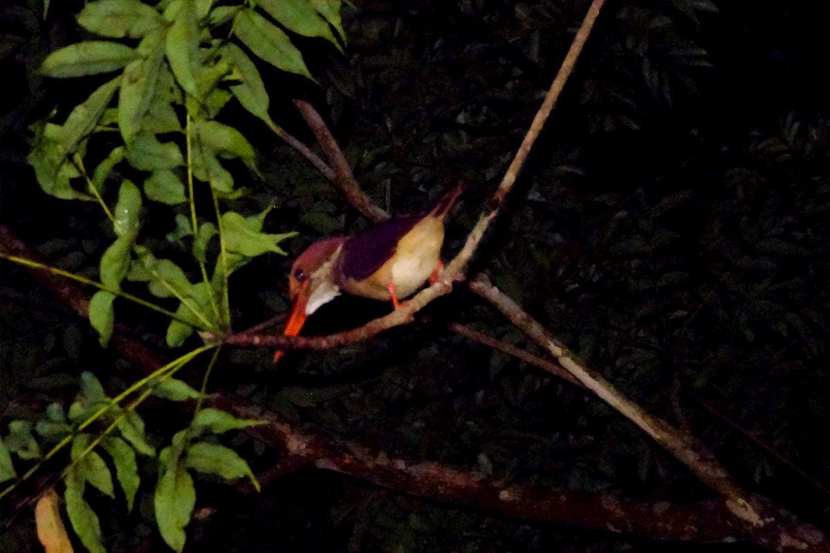 Found a Ryukyu ruddy king fisher during a wildlife tour