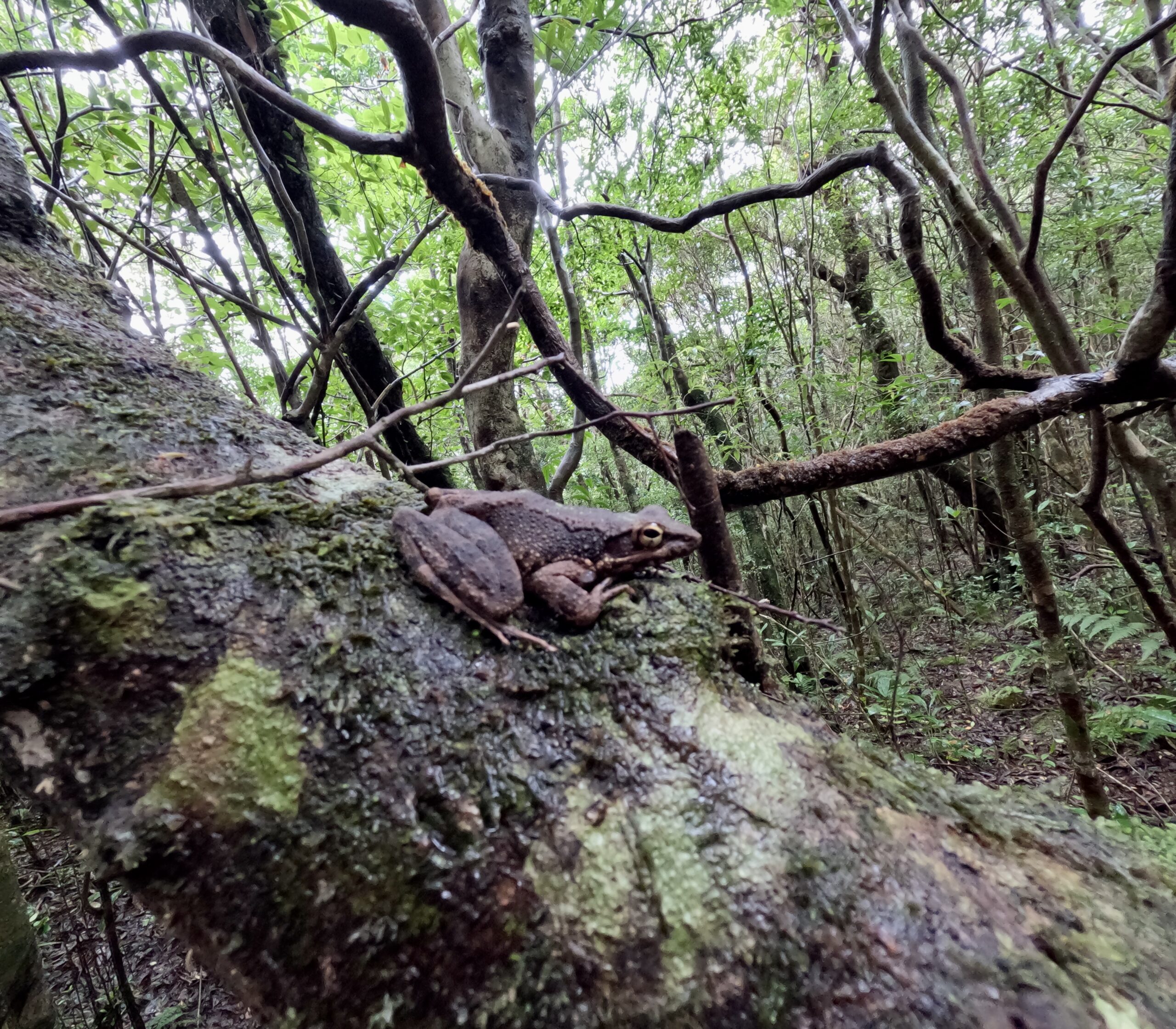 Found an Amami tip nosed frog during a nature tour in Amami Oshima