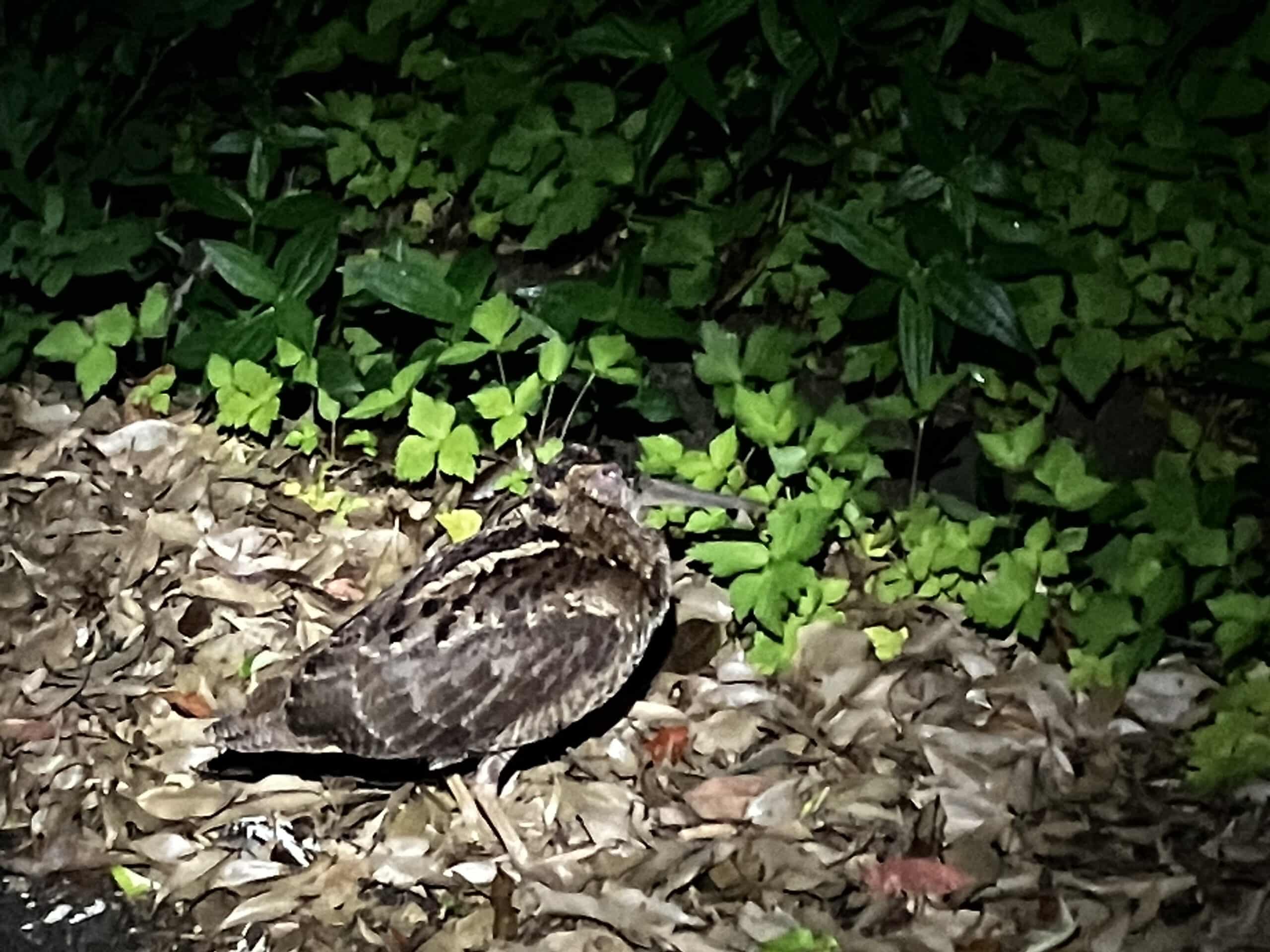 Found an Amami woodcock during a wildlife tour in Amami Oshima