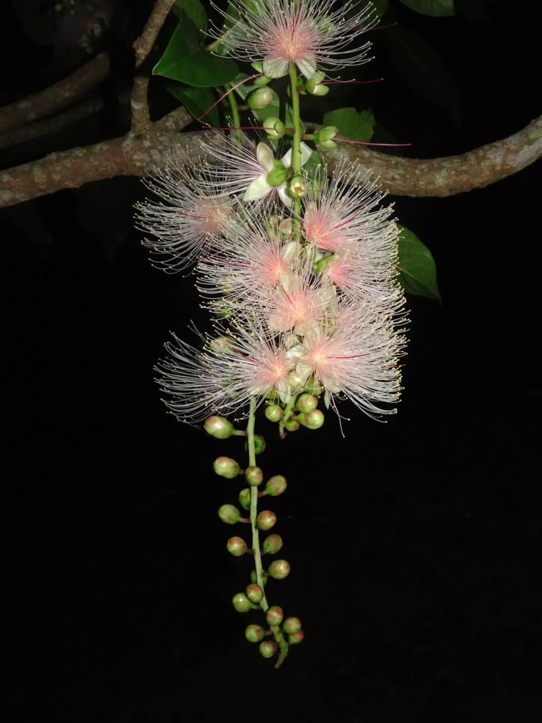 夜に咲くサガリバナの写真