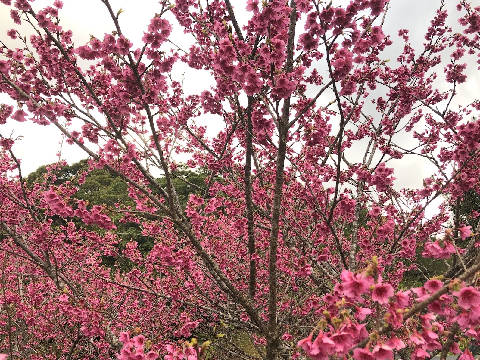Full bloom sakura in Amami Oshima