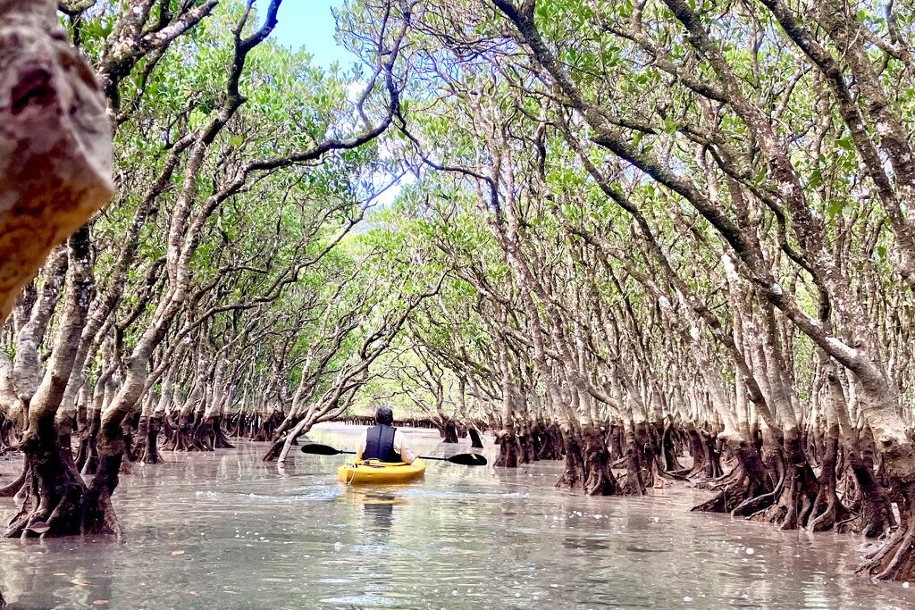 A man kayaking through the tunnel of mangrove trees.