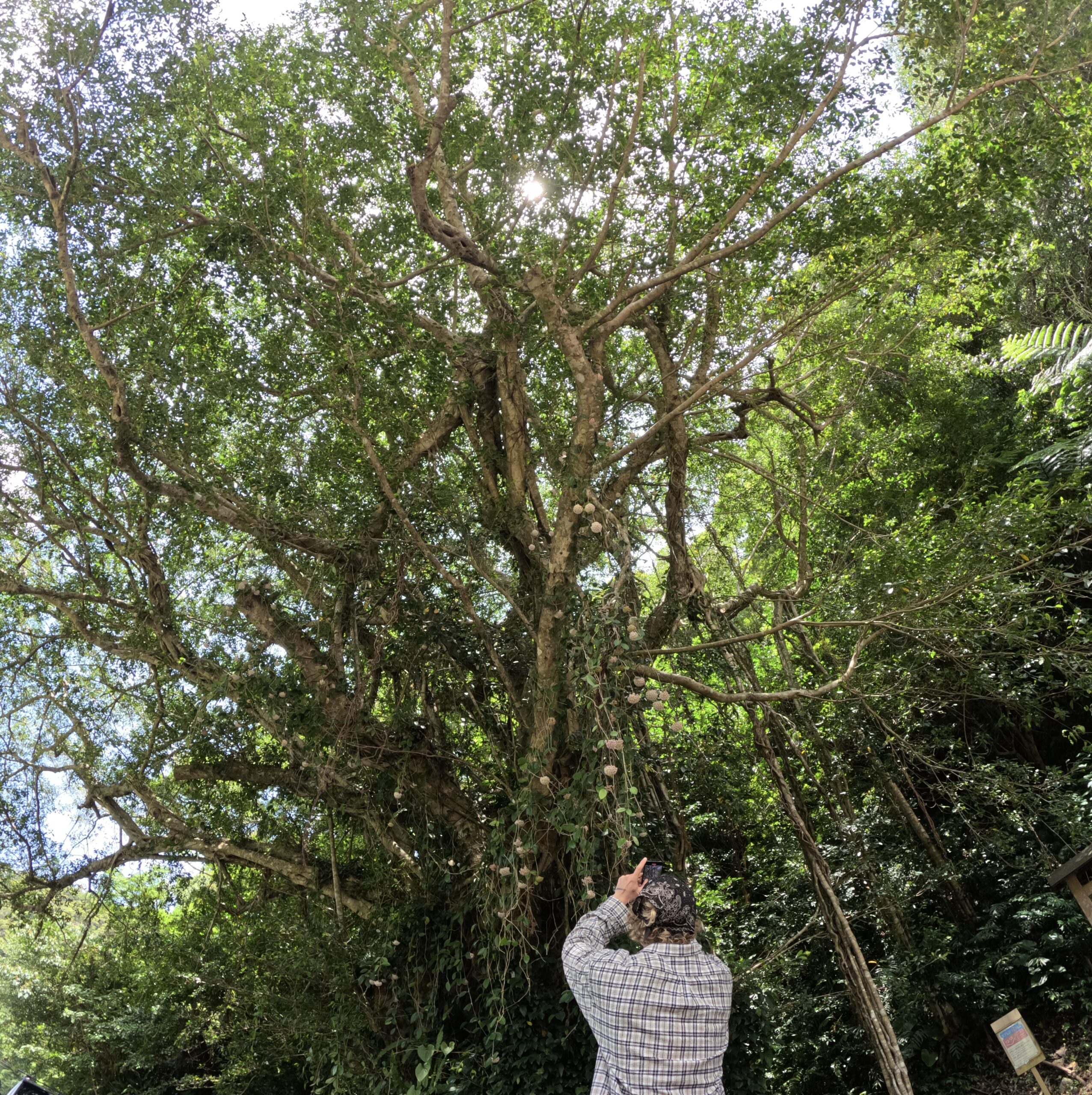 観光ツアーの途中で訪れたガジュマルの大木の写真を撮る男性