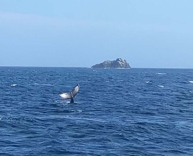 A whale showing its tail fin.