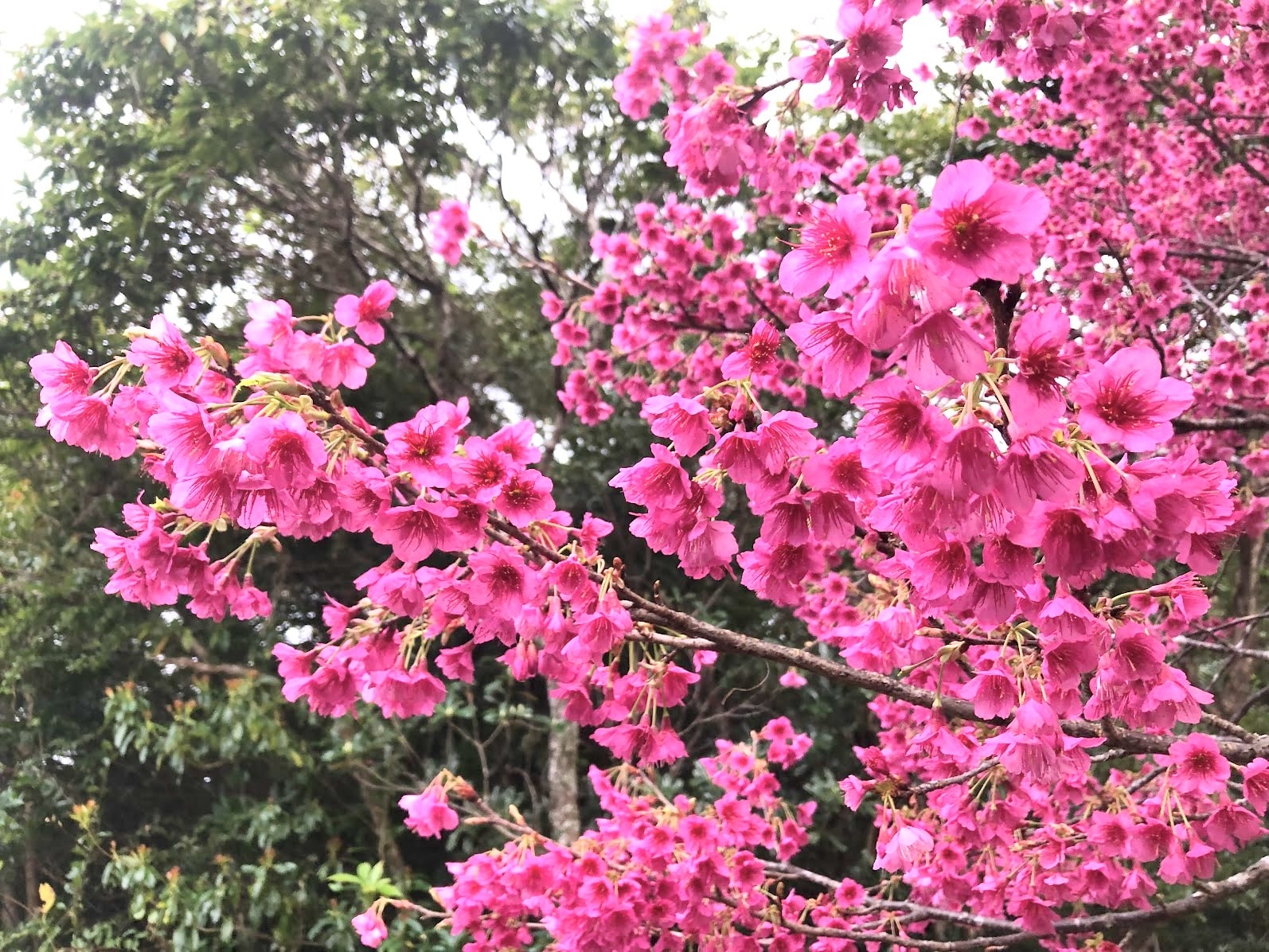 Close-up image of Bellflower cherry sakura
