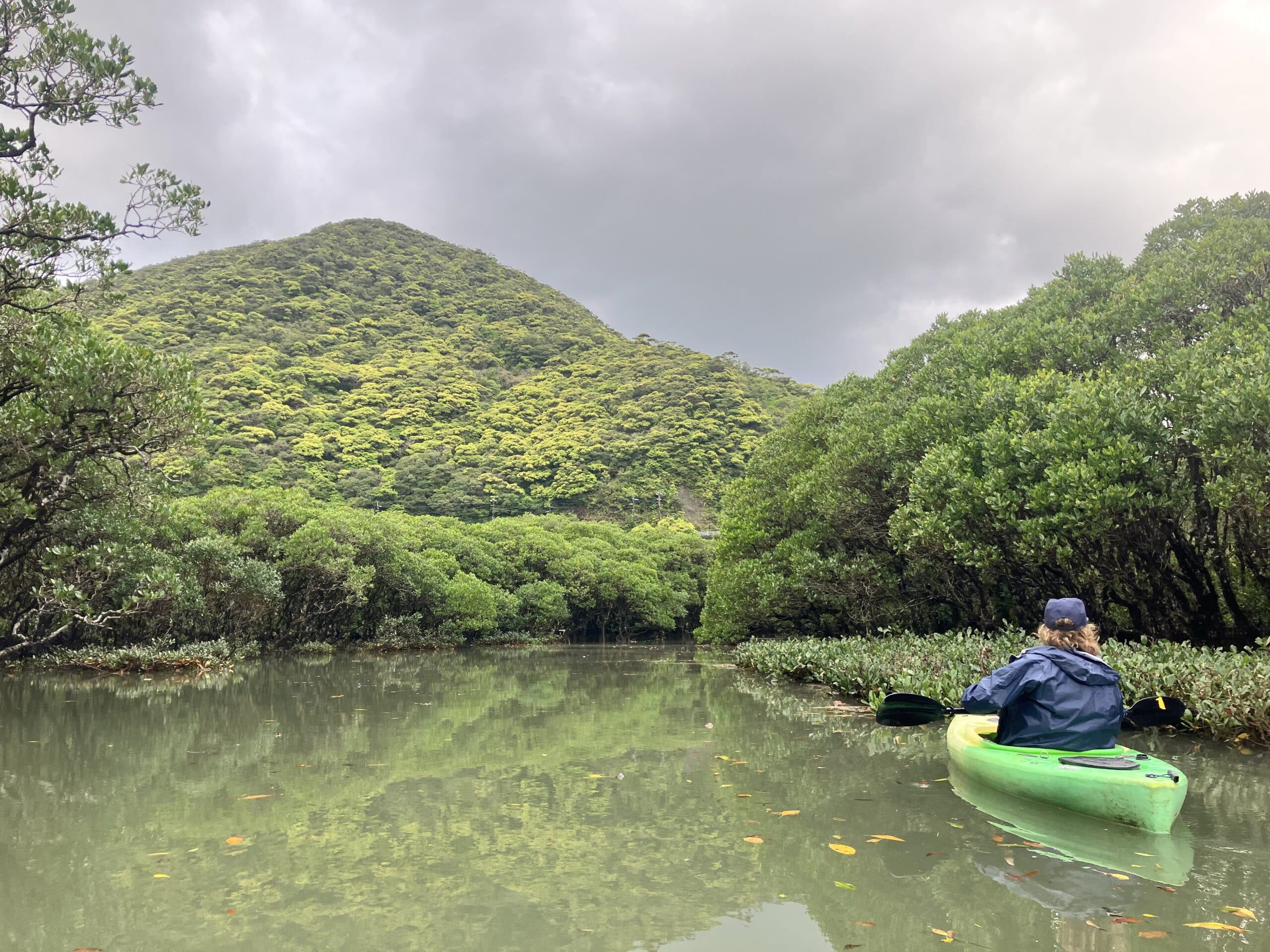 Paddling through the sparsely populated mangroves of Amami Oshima.