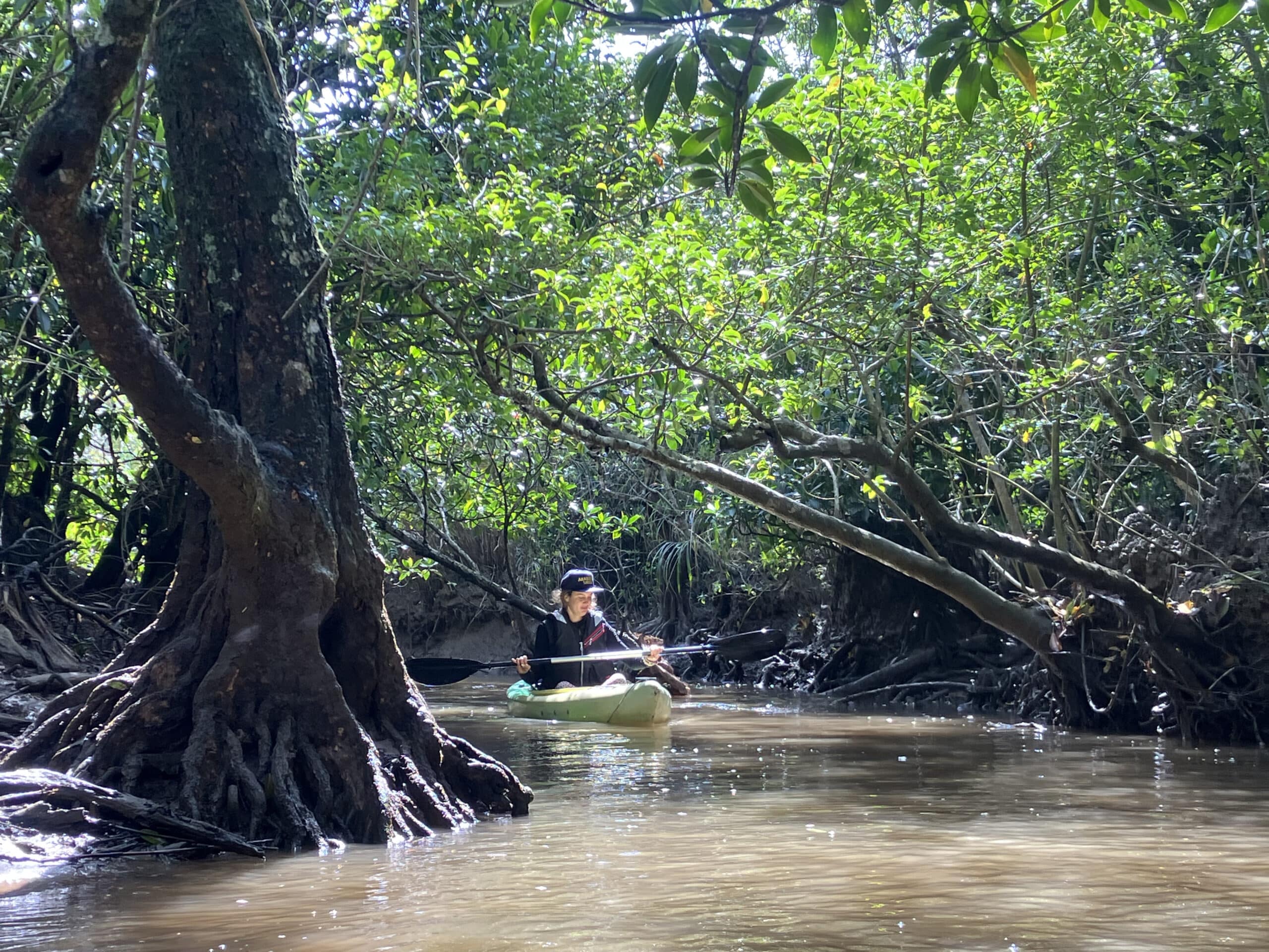 Kayaking through the narrow waterways of the mangroves.