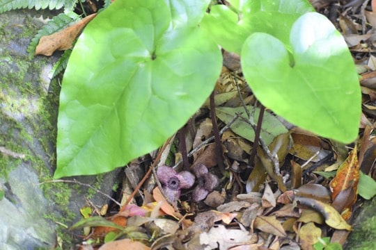 Broad-leaf wild ginger