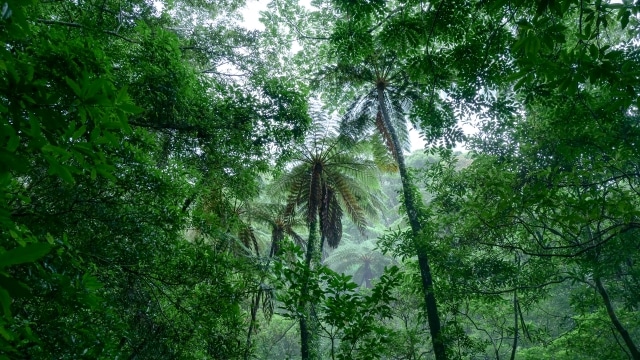 Kinsakubaru forest