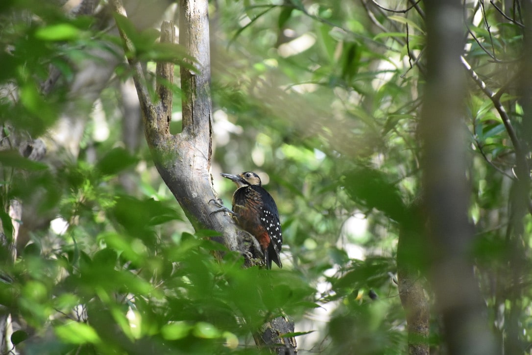 Owston's Woodpecker is perching on a slender tree 