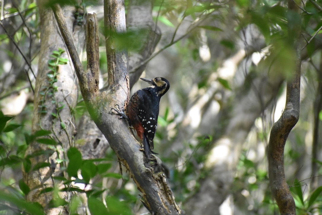 Owston's Woodpecker is perching on a slender tree