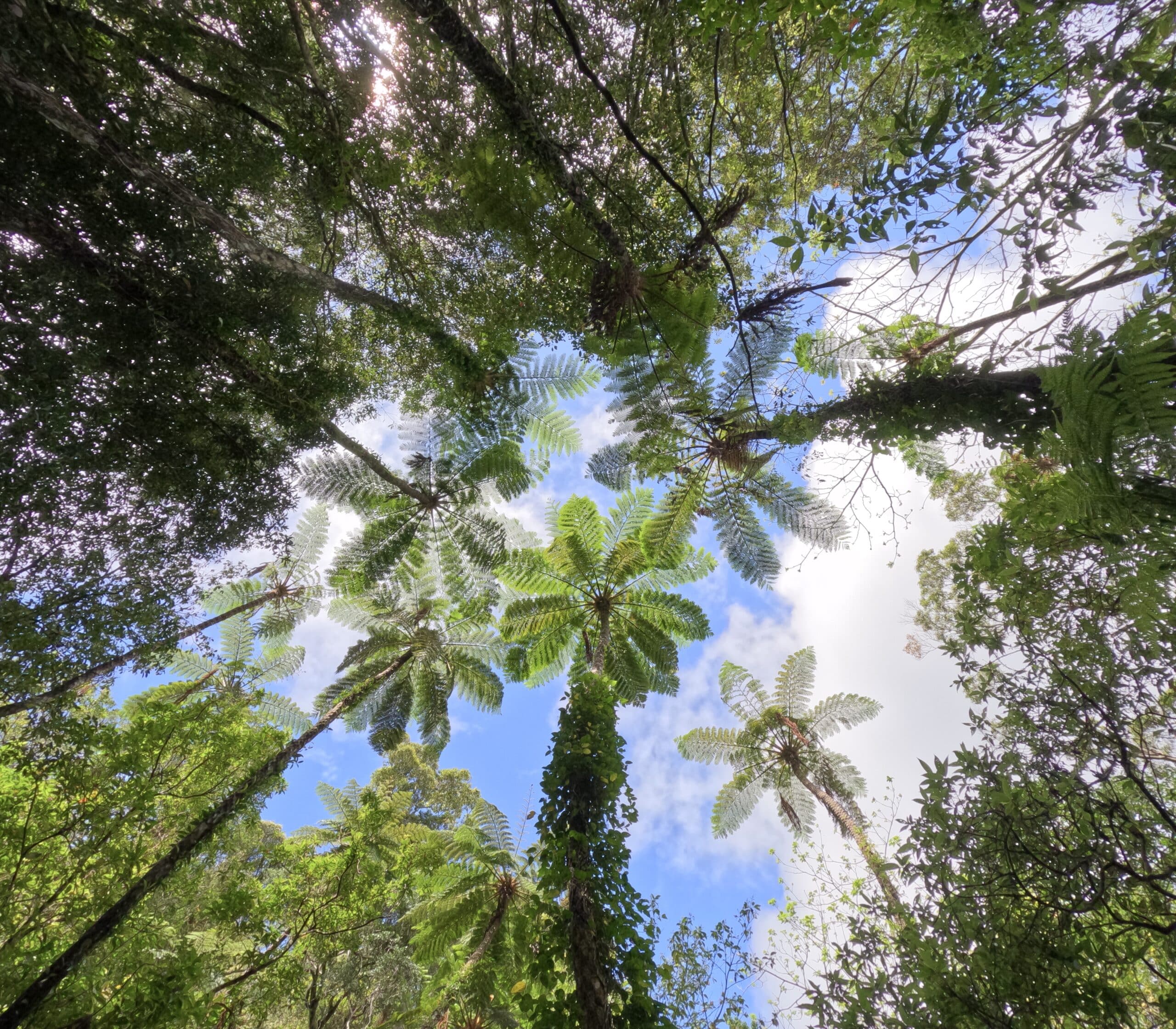 Tree fern's canopy in the Kinsakubaru forest