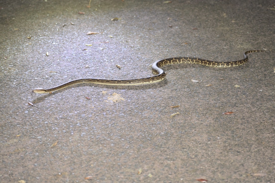 Habu snake on the road
