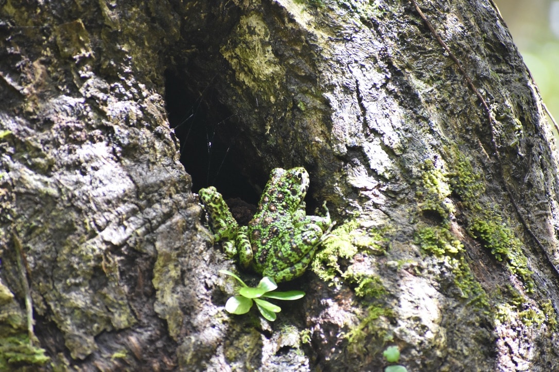 Two Amami Ishikawa's frogs in a hollow of a tree.