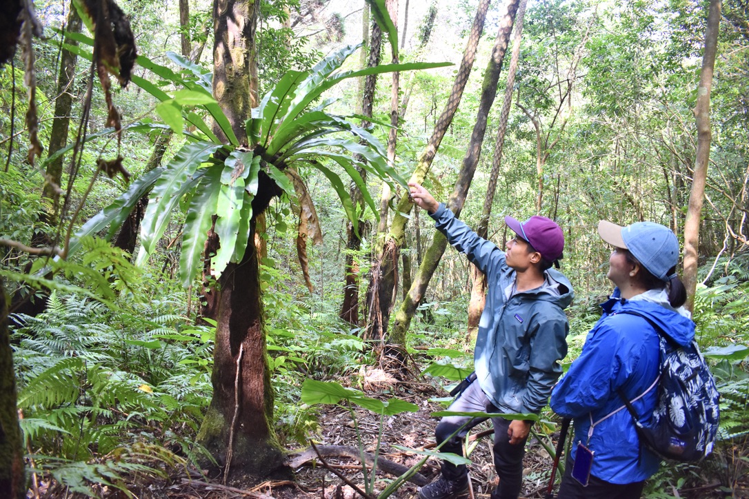 A guide is explaining about fern to the customer.