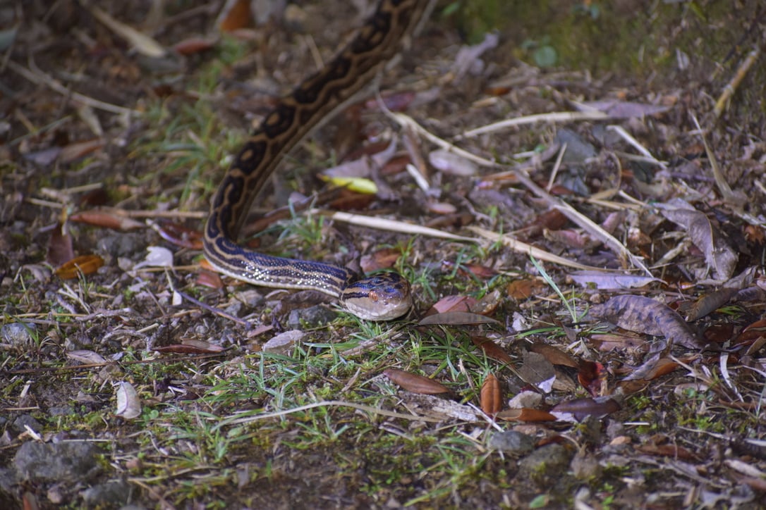 The Habu Snake Crawling on the Ground