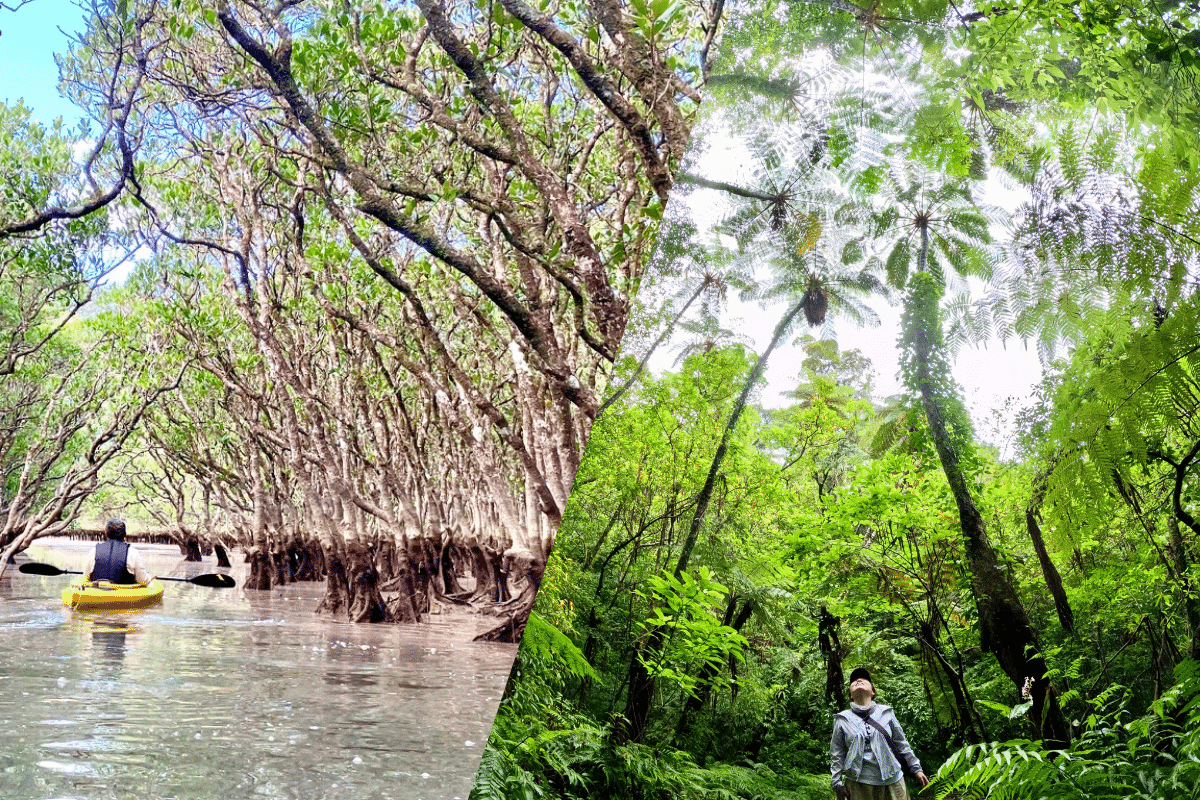 Mangrove kayaking and Kinsakubaru walking