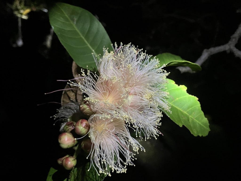 Sagari-bana flower is gradually blooming