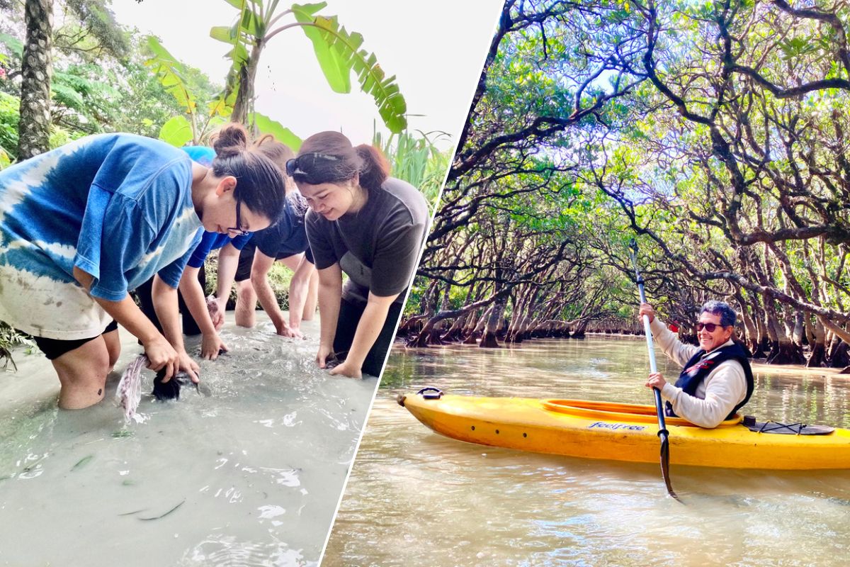  Dorozome and Mangrove kayaking