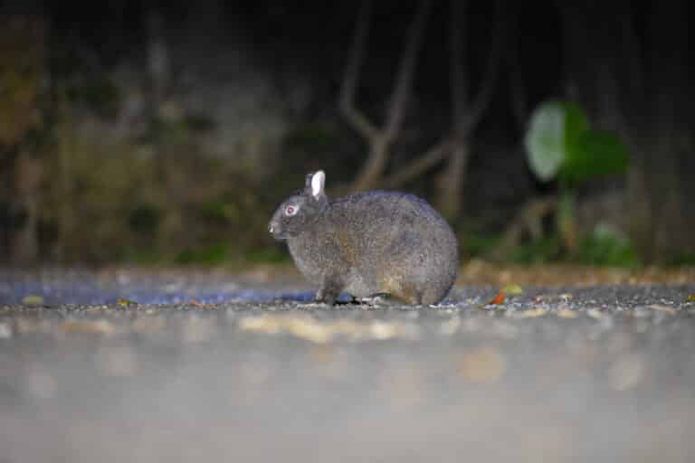 Amami rabbit is sitting on the road