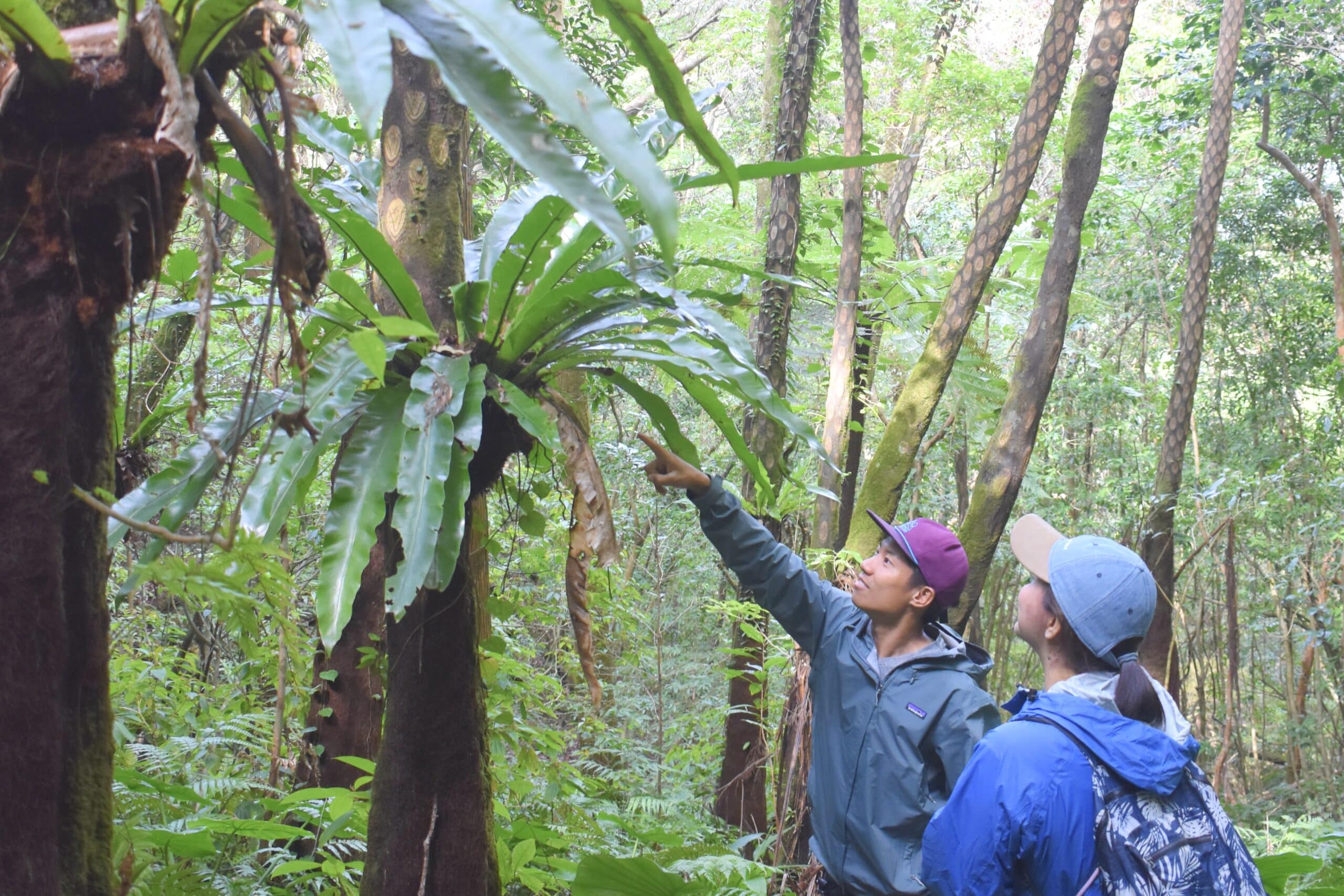 Guide is talking about a unique fern plant in a forest
