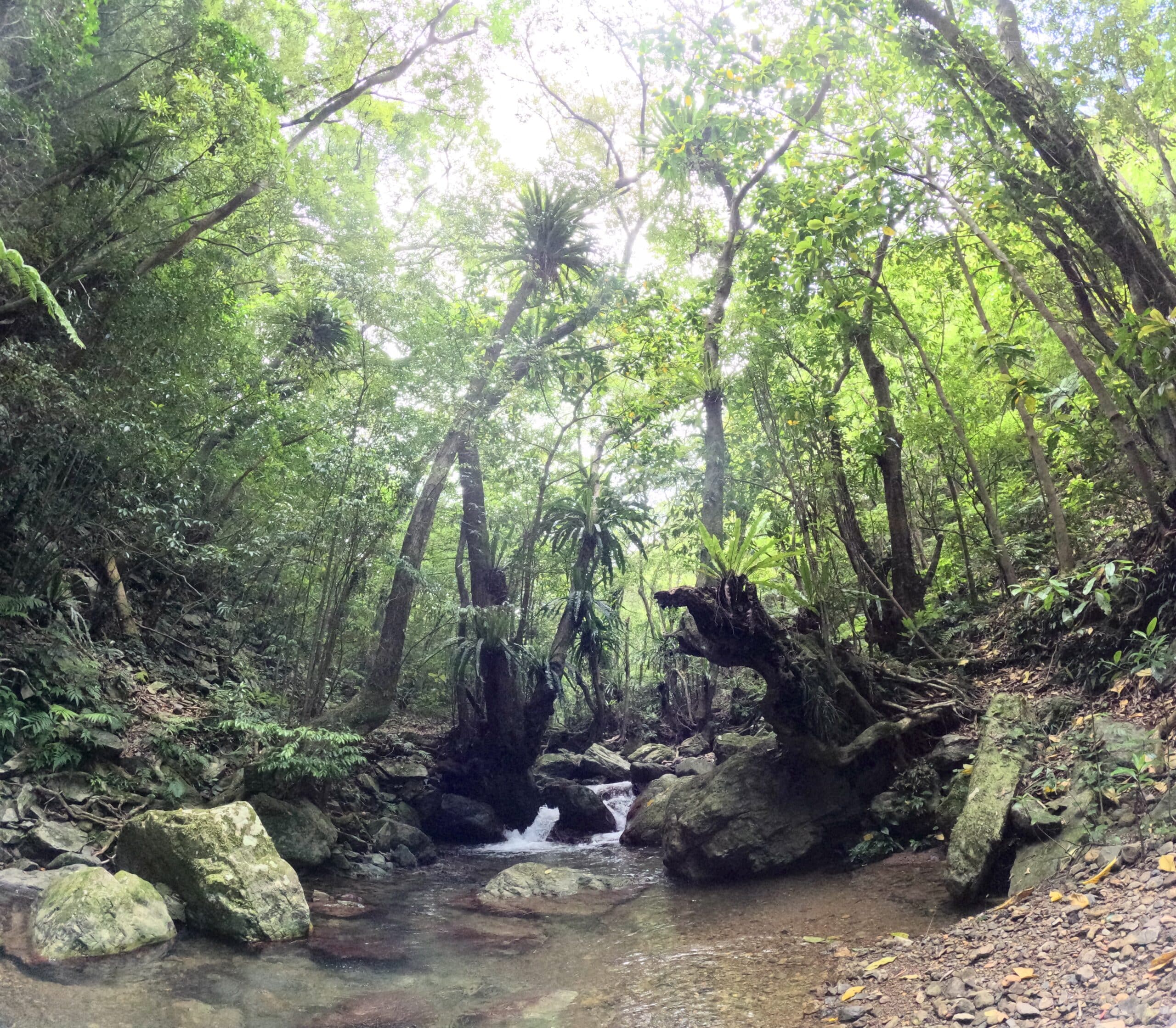A beautiful stream in the world heritage area