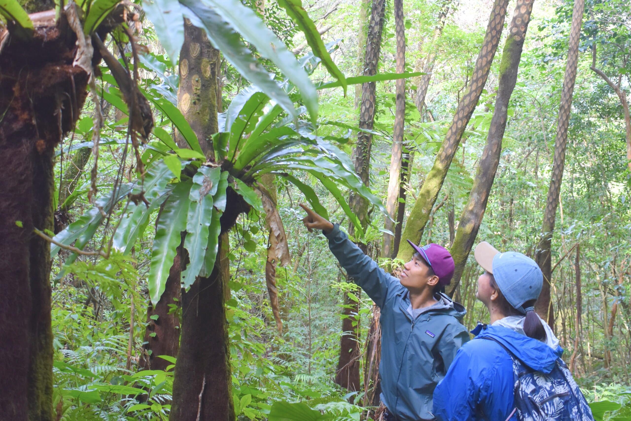 Guided nature walk in Amami forest – educational activity learning about native plants