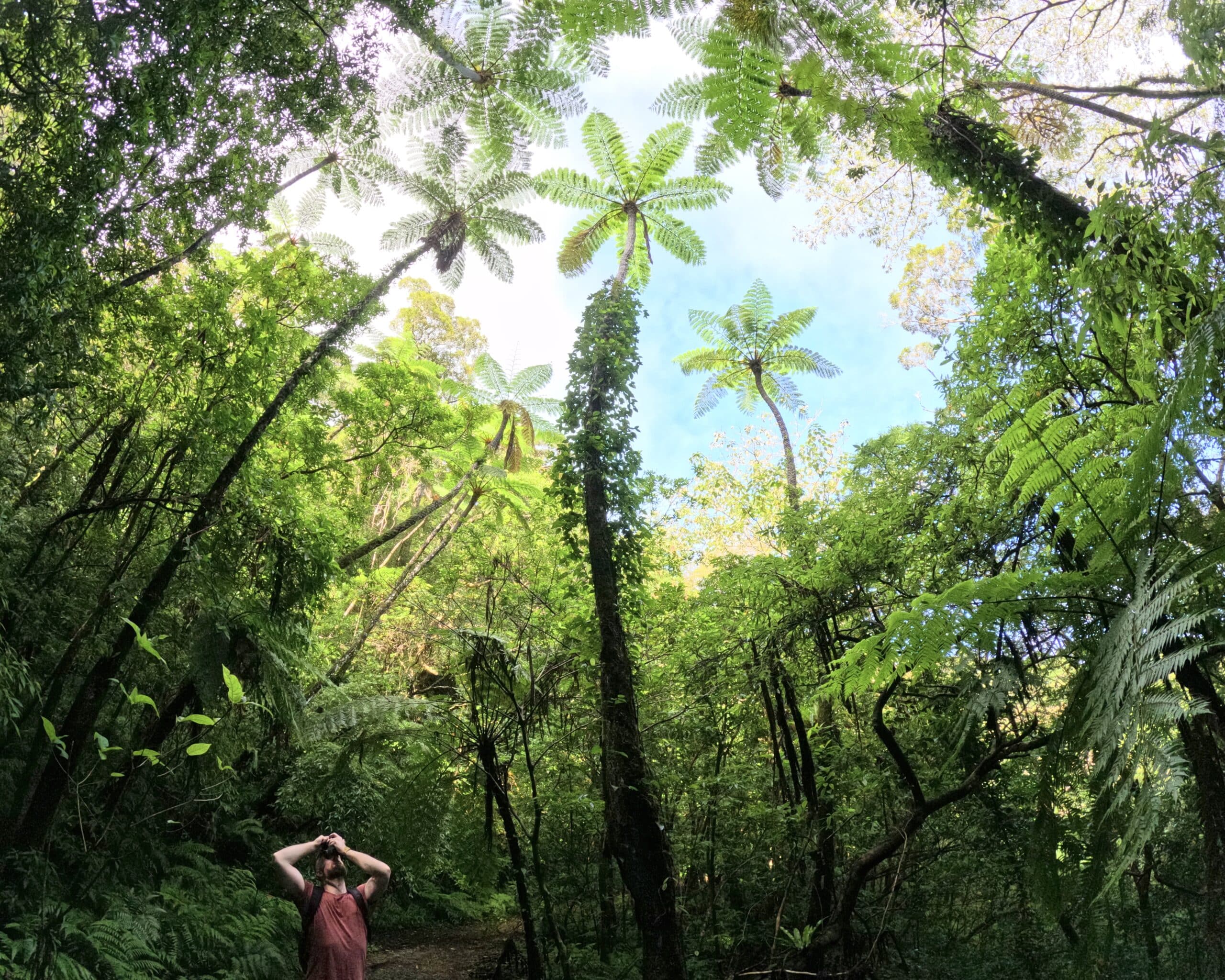 Traveler admiring giant ferns in the subtropical forest of Amami Oshima
