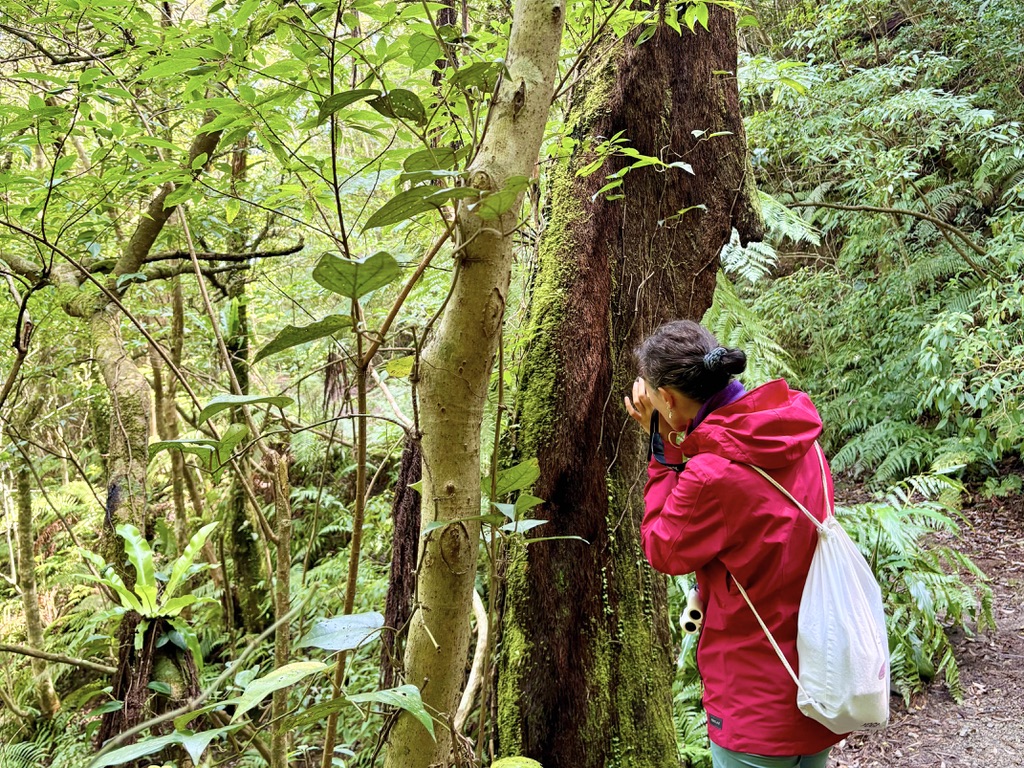 Hiker observing a moss-covered tree in the dense forest of Amami Island