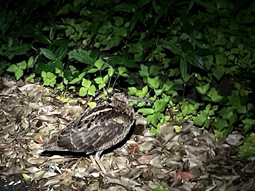 Amami woodcock resting on the forest floor, observed during a night wildlife tour in Amami