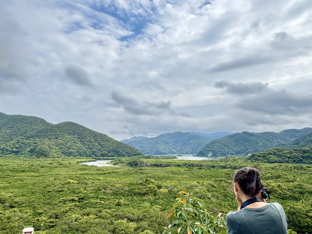 Overlooking the mangrove forest of Amami – scenic viewpoint included in forest activities