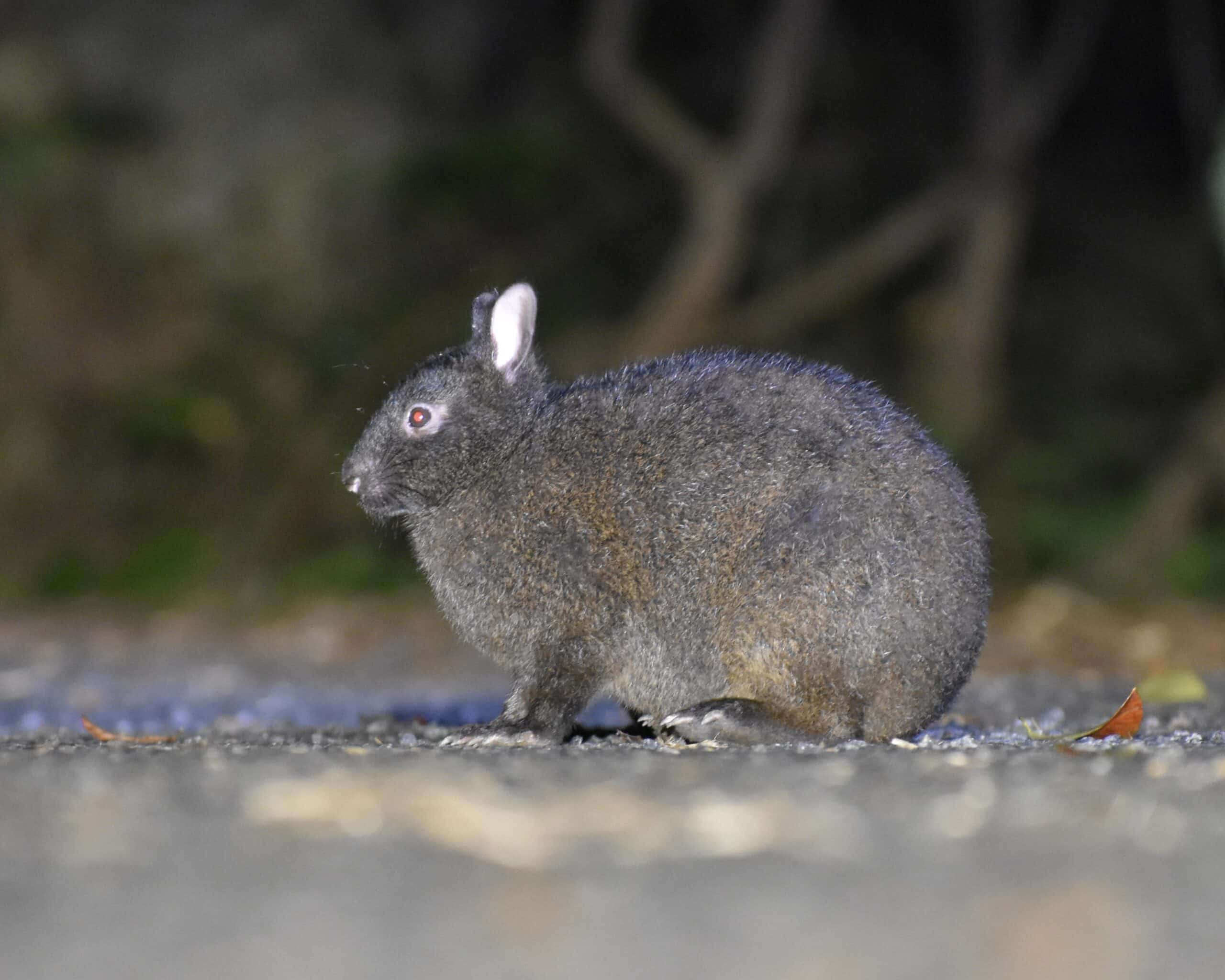 Endangered Amami rabbit spotted during a night tour on Amami Oshima