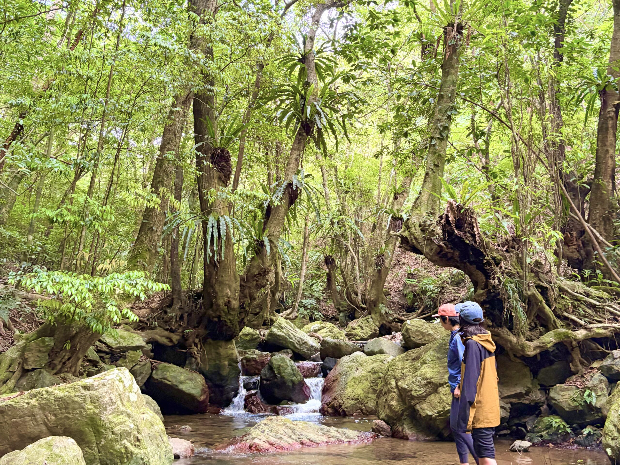 Exploring a lush forest stream in Amami Oshima