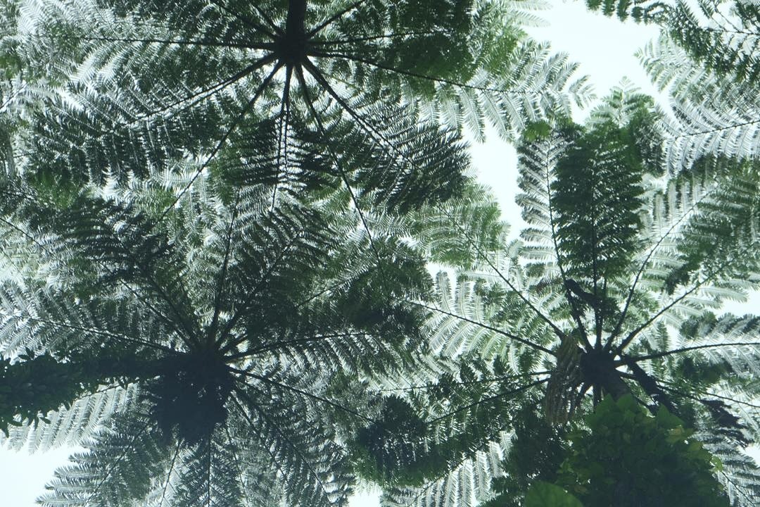 Tree ferns forming a natural umbrella in the forest of Amami