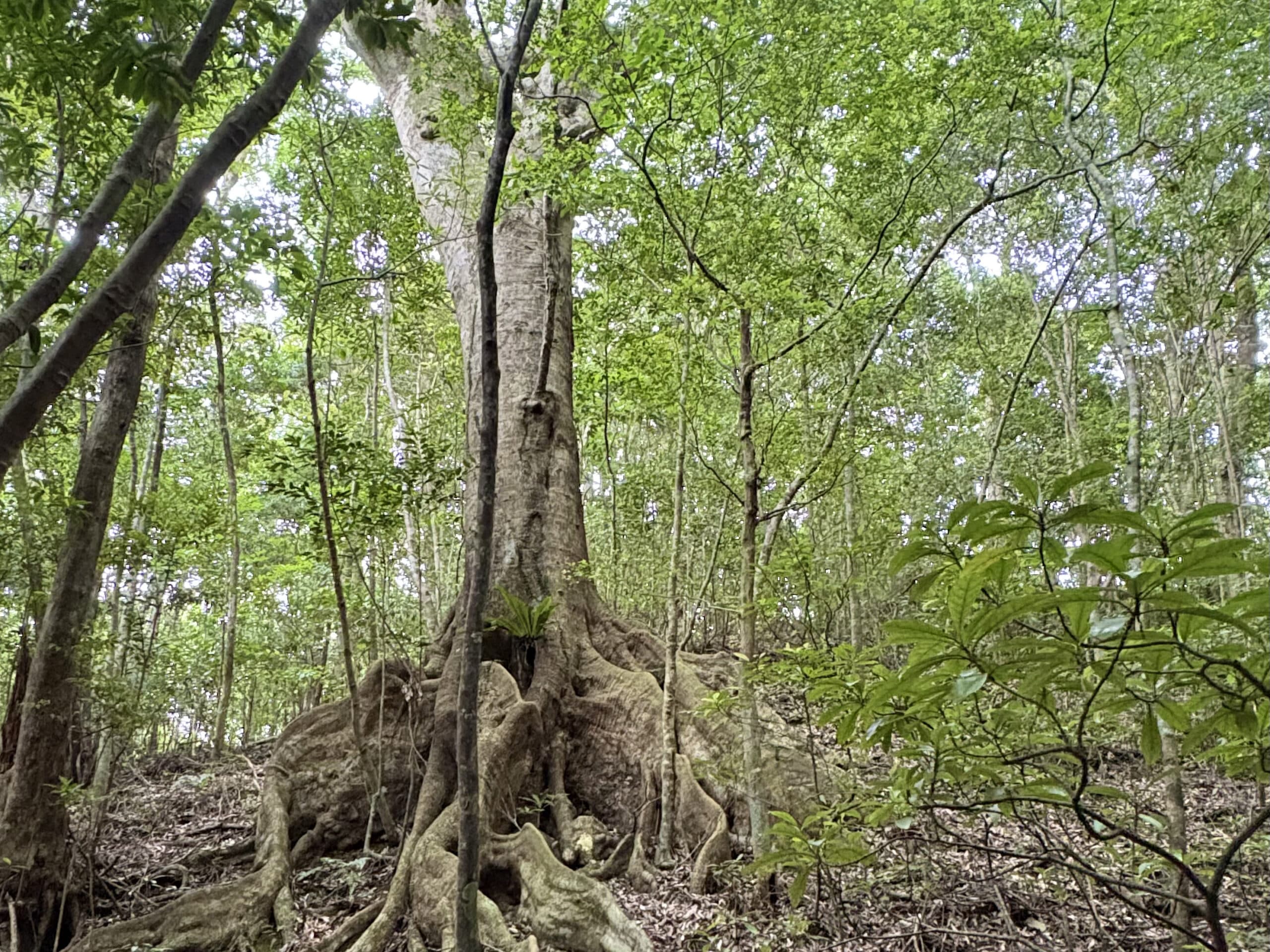 Giant tree with exposed roots in the forest of Amami