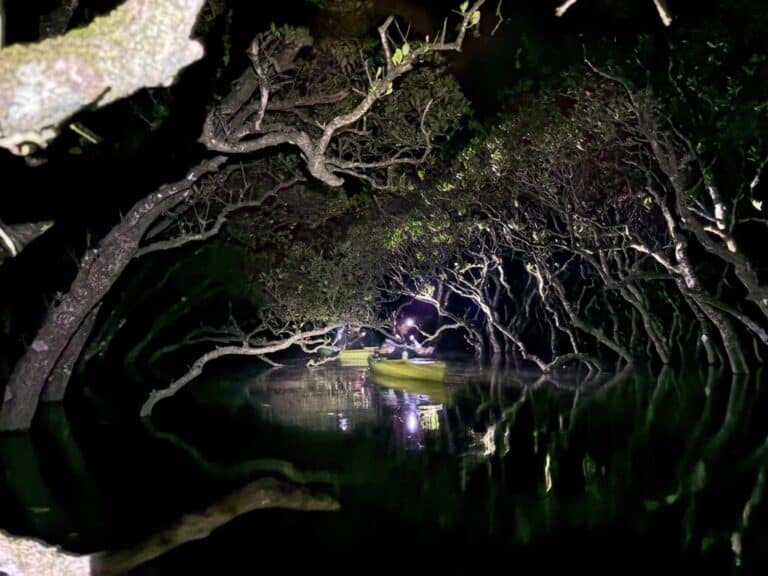 Private night mangrove kayak tour in Amami Oshima – exploring tunnel-like waterways under arching mangrove branches