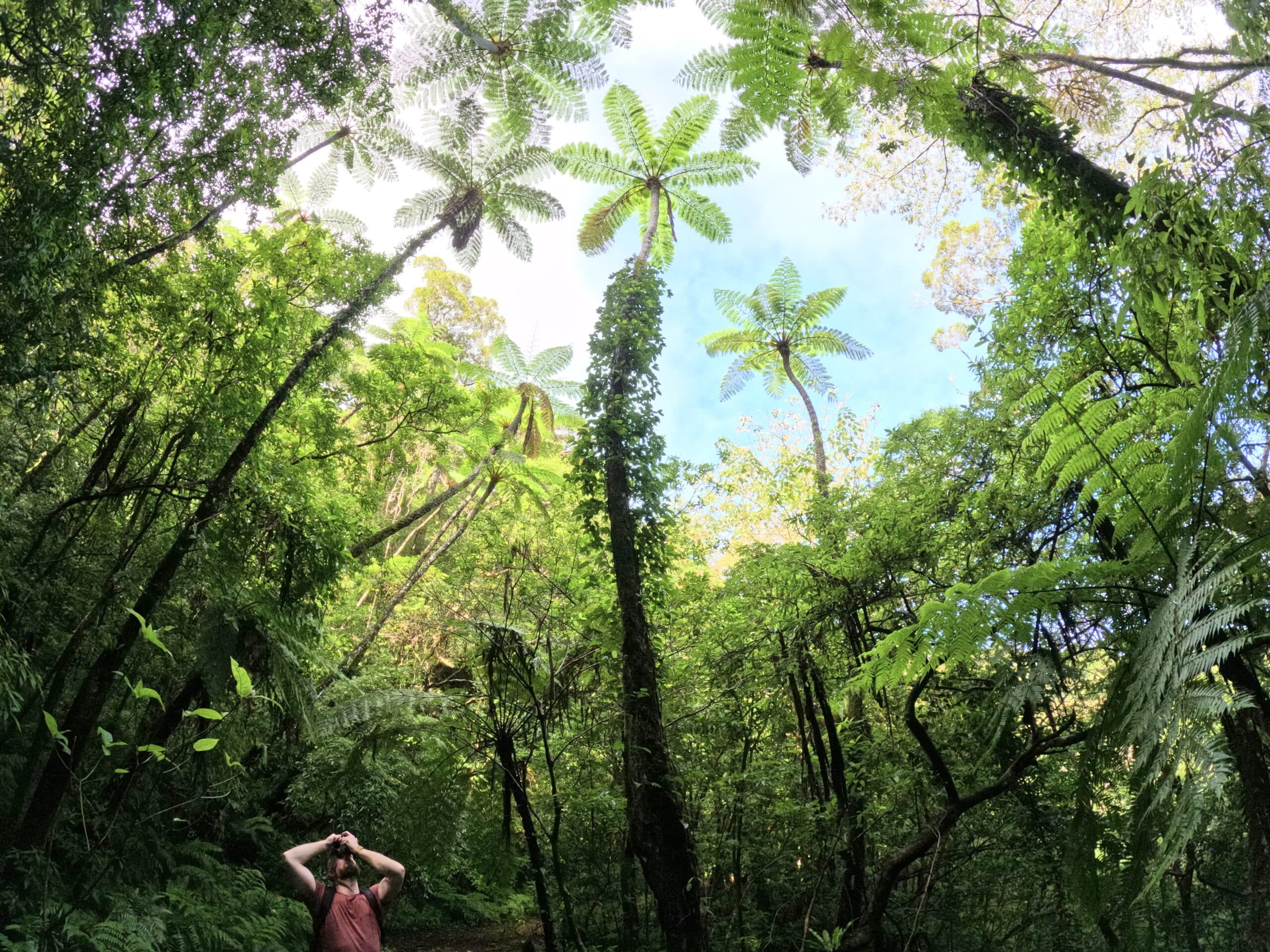 Traveler admiring giant ferns in the subtropical forest of Amami Oshima