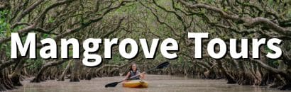 Mangrove Tours